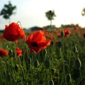 First World War Commemoration